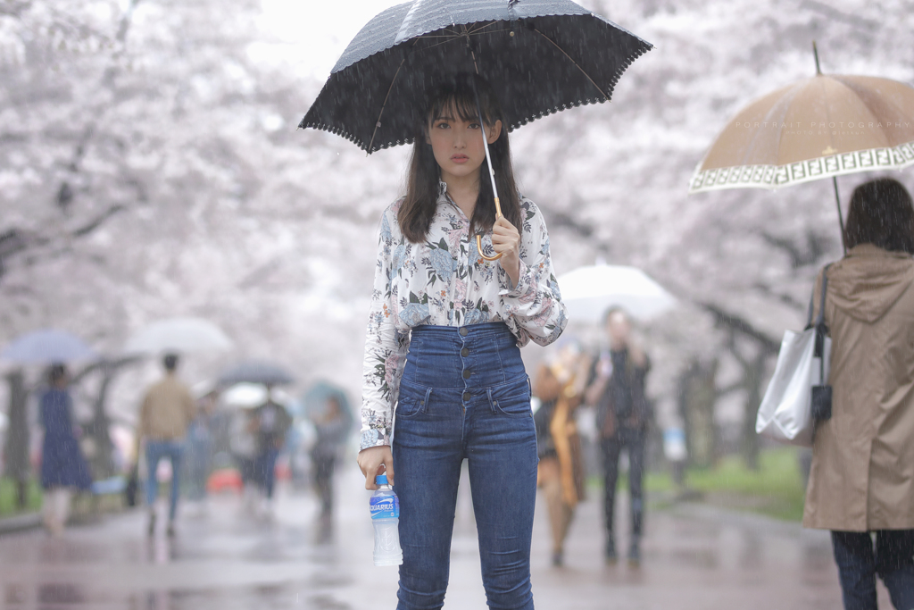  Cherry blossoms and rain.