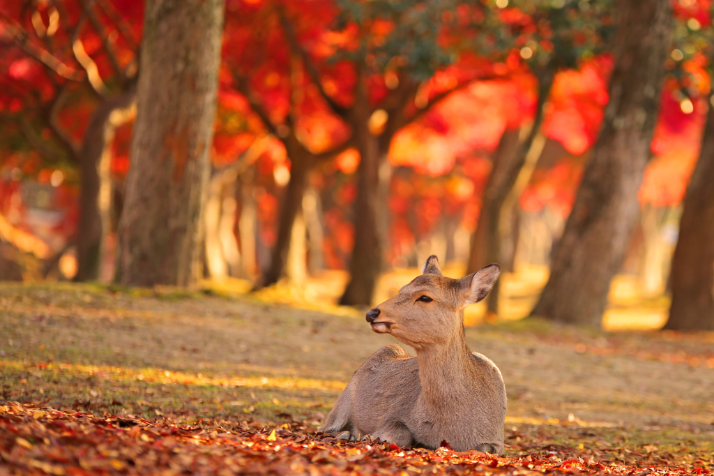 紅葉季節の奈良公園#1