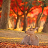 紅葉季節の奈良公園#1