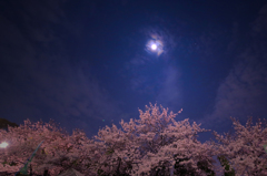 大阪城公園、夜桜偵察#1