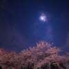 大阪城公園、夜桜偵察#1