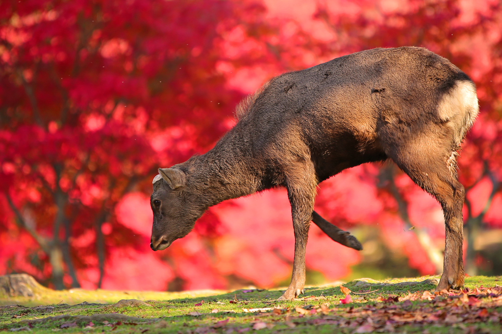 紅葉季節の奈良公園#2