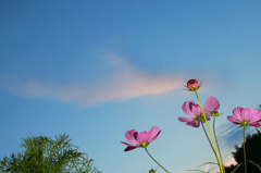 cosmos.
