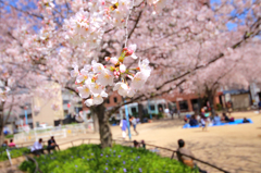 大阪(堀江)にある公園の桜