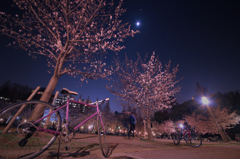 うつぼ公園の夜桜#1