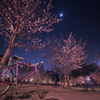 うつぼ公園の夜桜#1