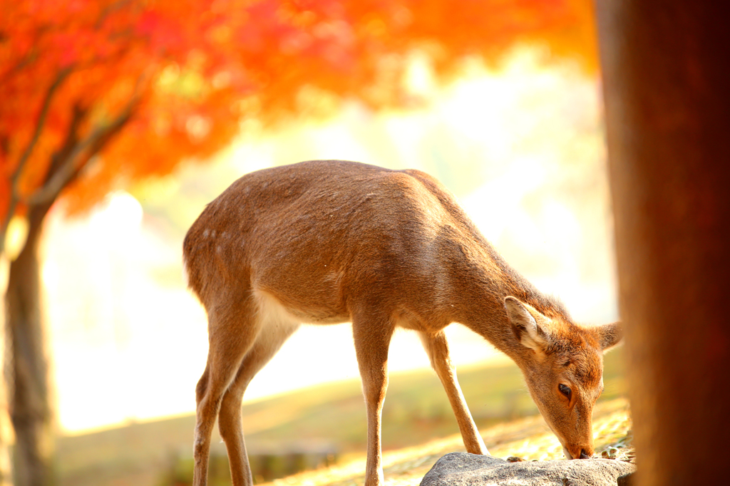 紅葉季節の奈良公園#3