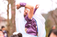 京都さくらよさこい2016より