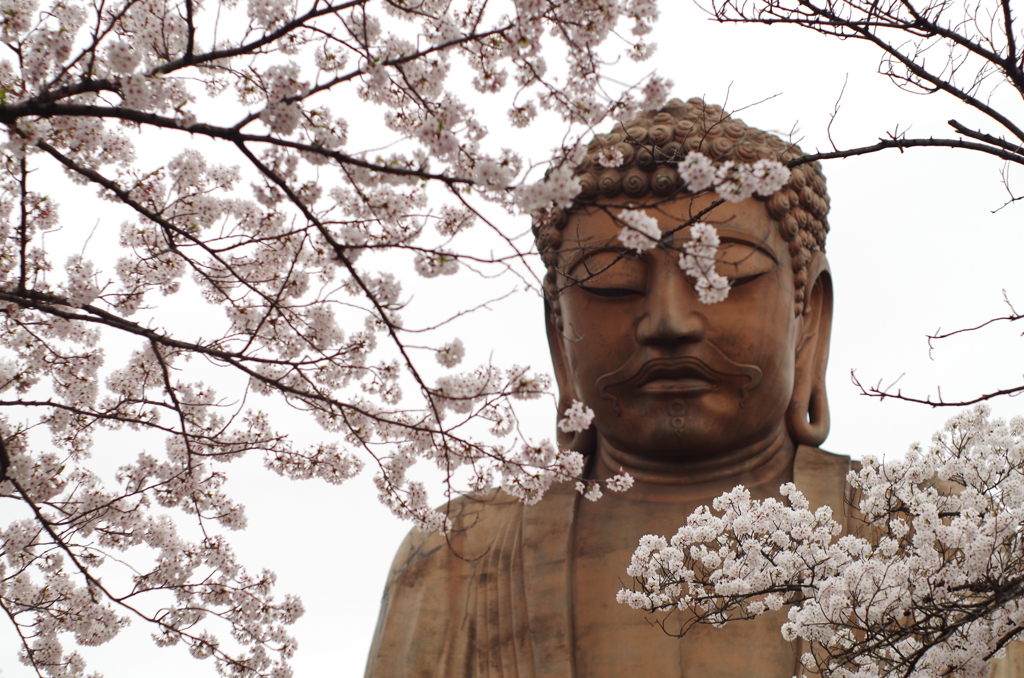 桜と大仏