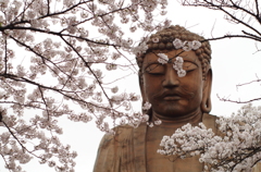 桜と大仏