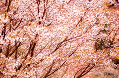 桜雨