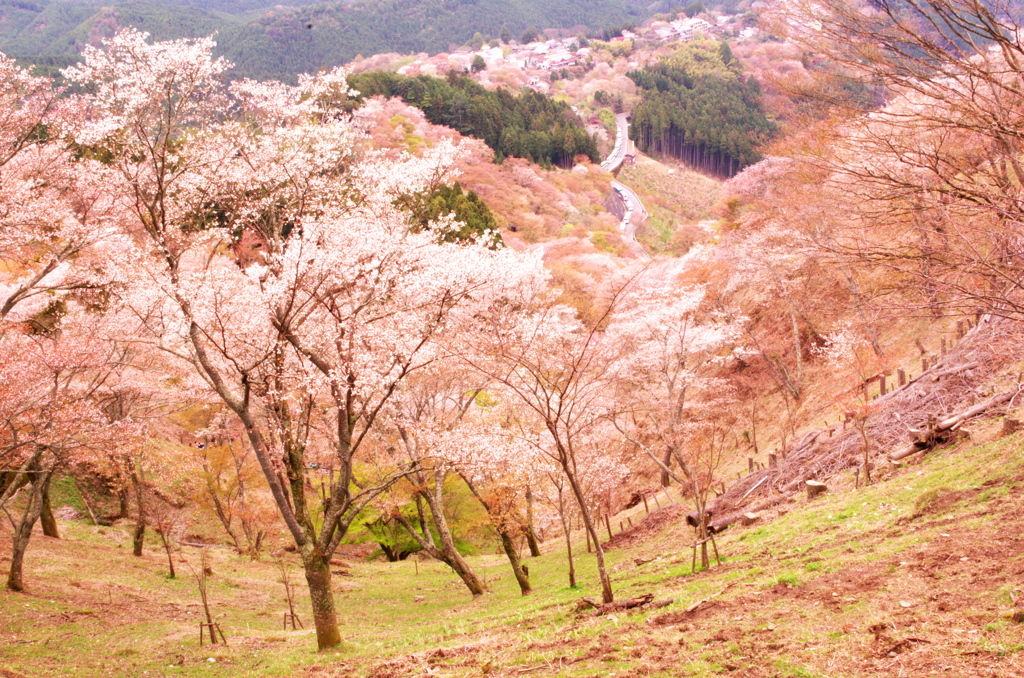 高嶺の桃園