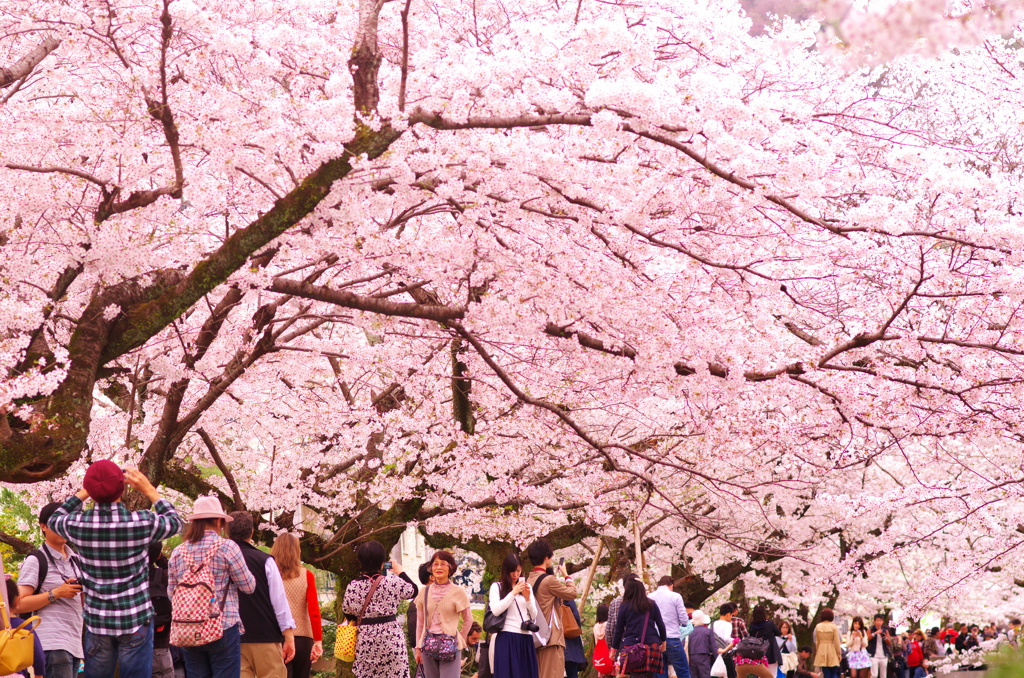 京都　哲学の道