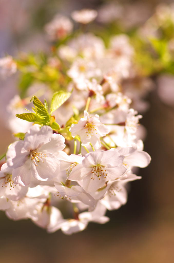 白桜