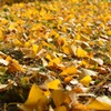 The Autumn Carpet 01