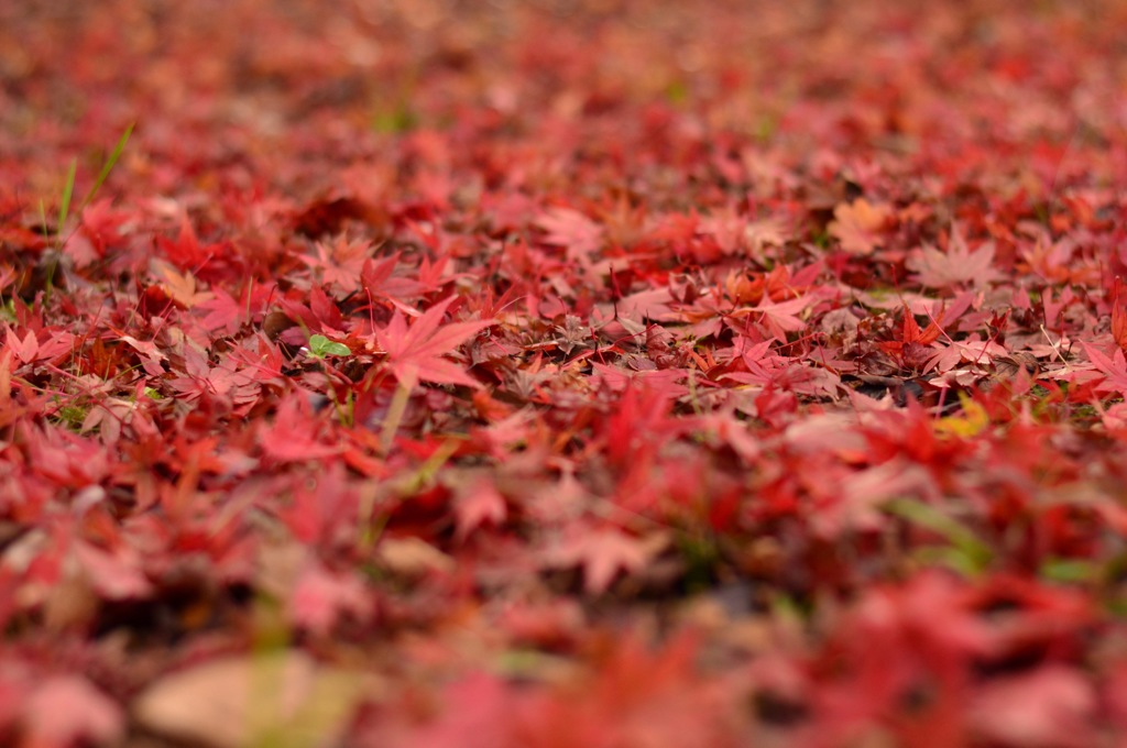 The Autumn Carpet 02