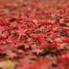 The Autumn Carpet 02