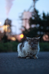 まがときねこ