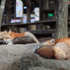 キツネ