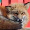キツネ
