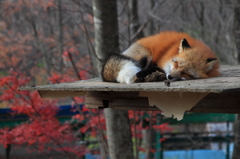 キツネ
