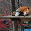 キツネ