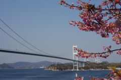しまなみ海道と桜
