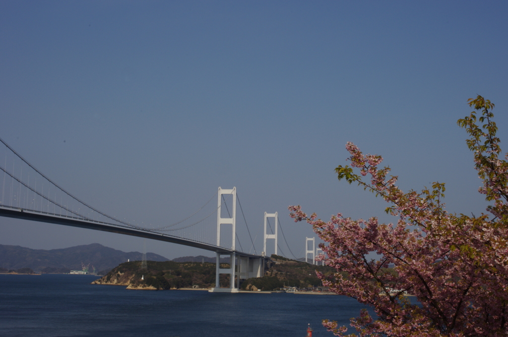 しまなみ海道と桜