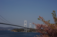 しまなみ海道と桜