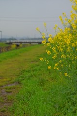 春の散歩道