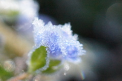 氷華
