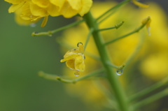 菜種梅雨