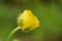朝露の花