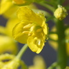 花びらに光る雫