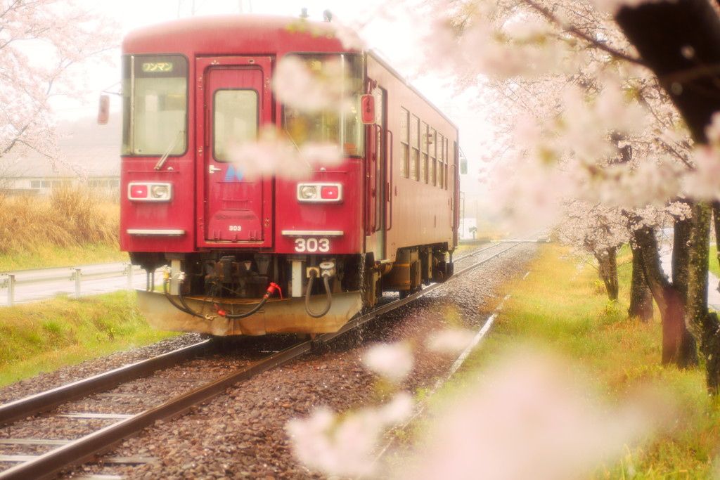 春の雨