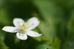春の白花