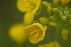 黄色い雫