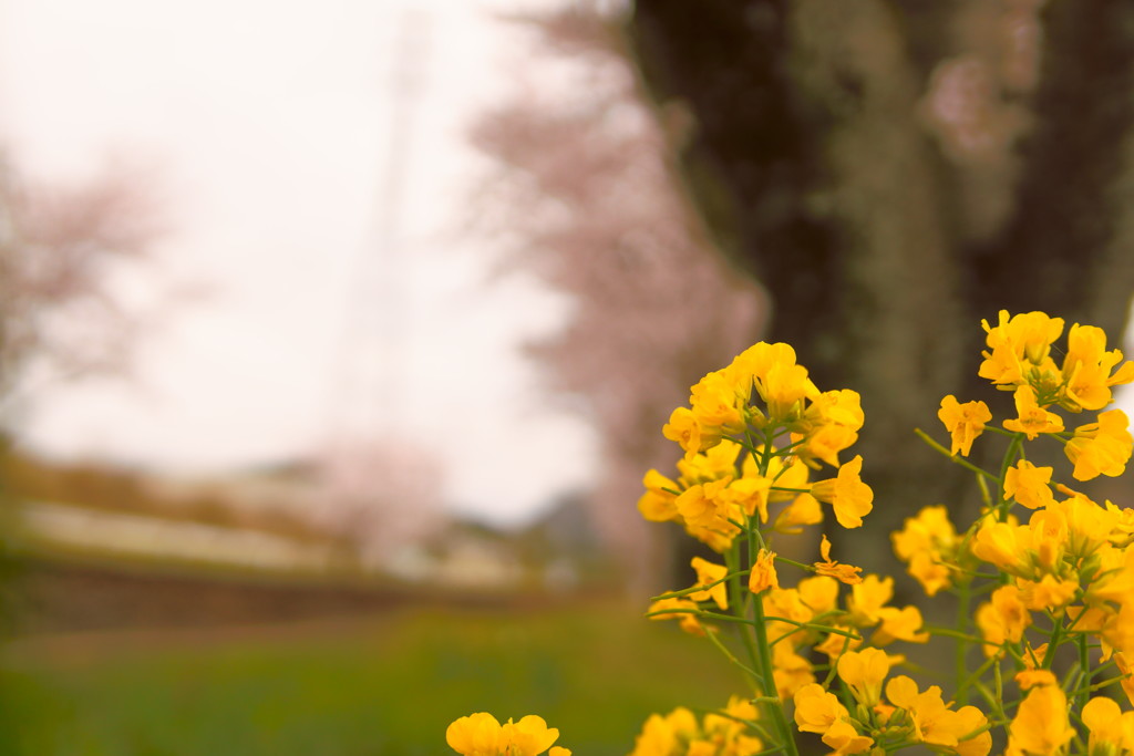 菜の花