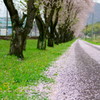 桜の絨毯
