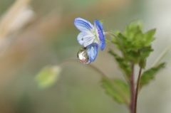 花の雫