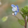 花の雫