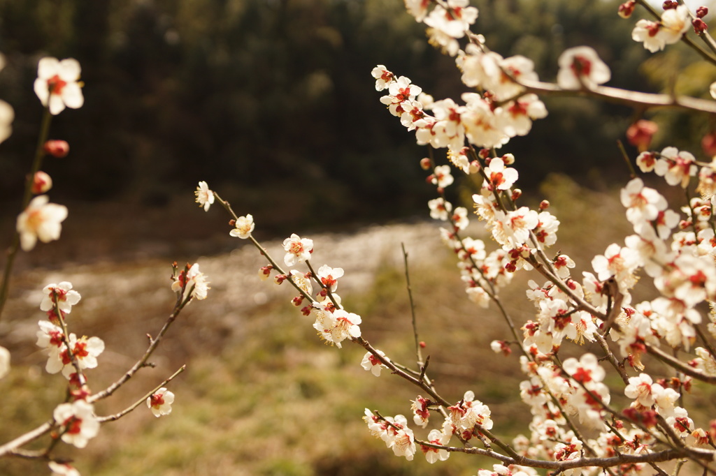 梅の花