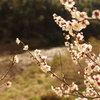 梅の花
