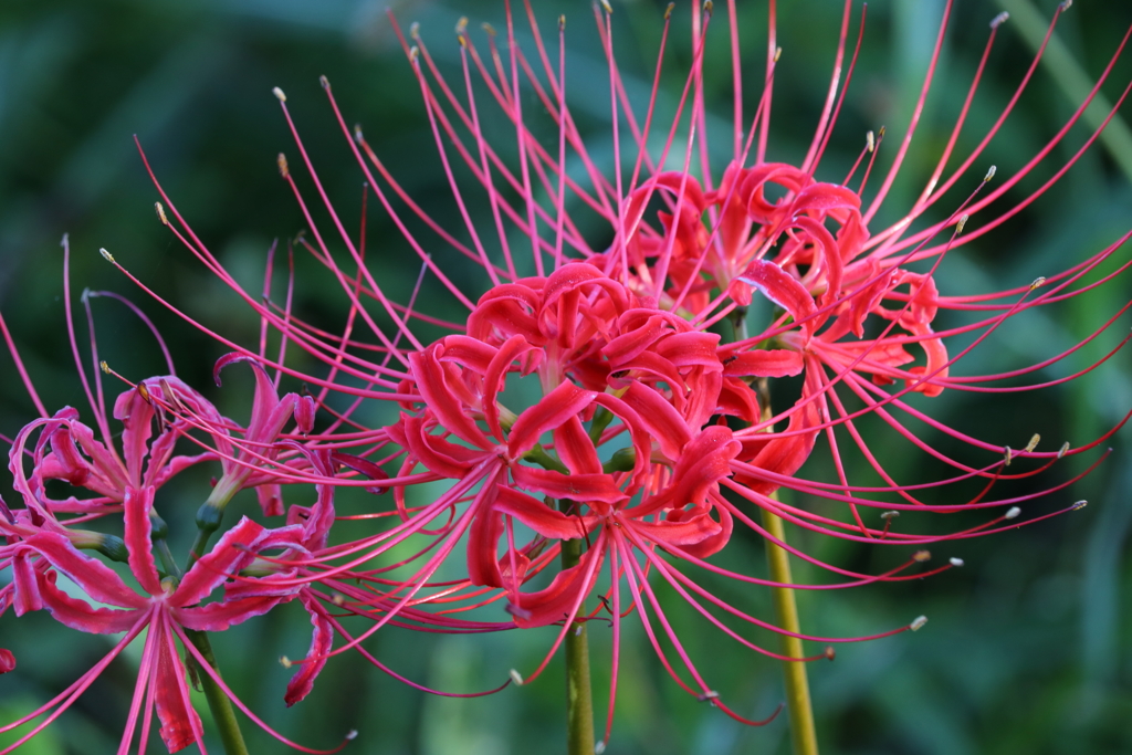 曼殊沙華