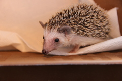 Hedgehog