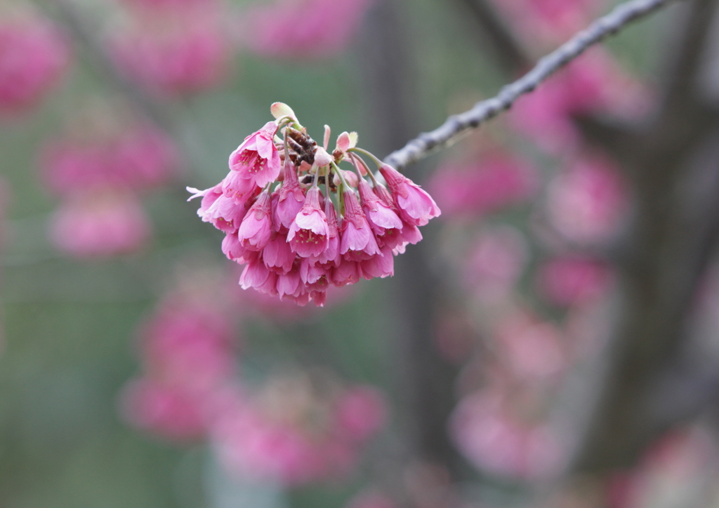 花　カンヒザクラ（バラ科）