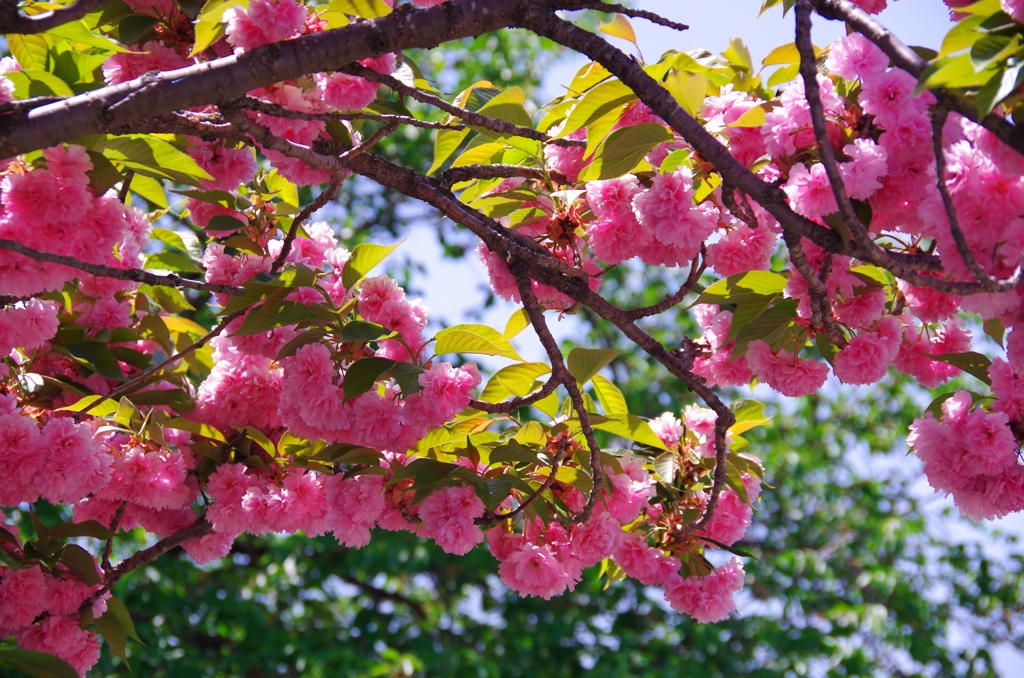 八重桜