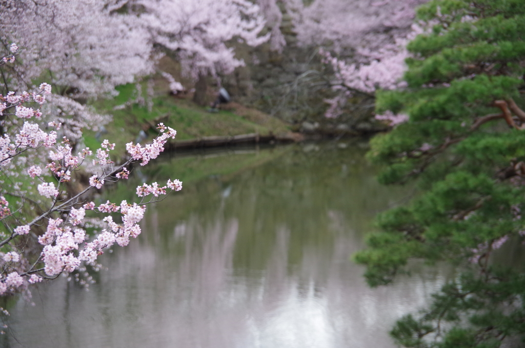 桜・後ボケ