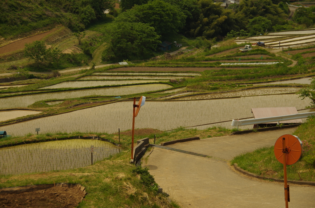 棚田