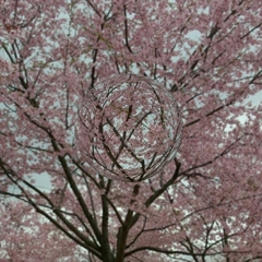 ～桜玉～